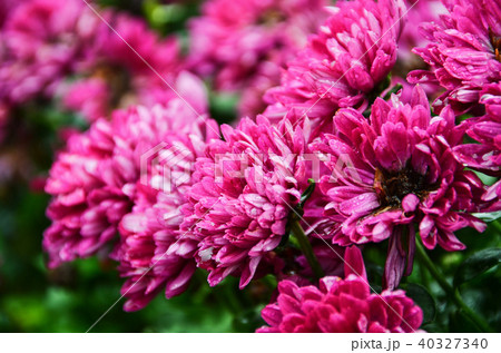 菊 キク 菊の花 40327340