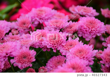 菊 キク 菊の花 40327343