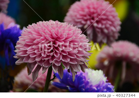 菊 キク 菊の花 40327344