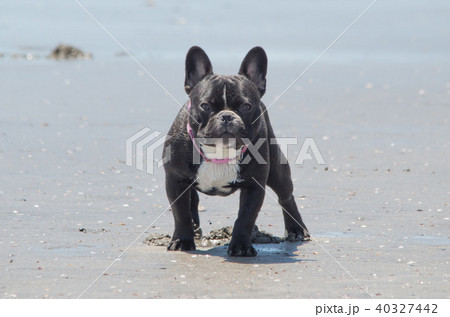 ビーチの犬(フレンチブルドッグ) ビーチの犬(フレンチブルドッグ) 40327442