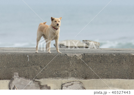 堤防の犬 40327443
