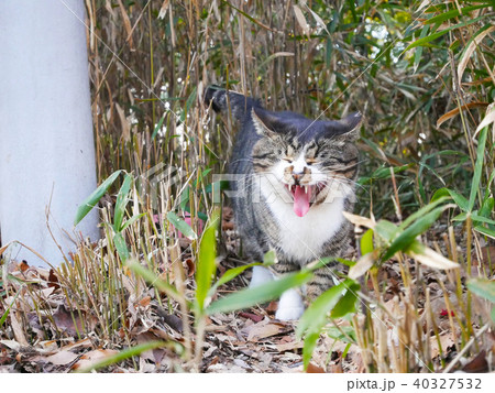 野良猫 野良猫 40327532