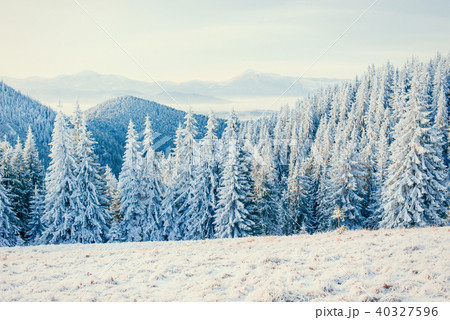 Winter tree in snow Winter tree in snow 40327596