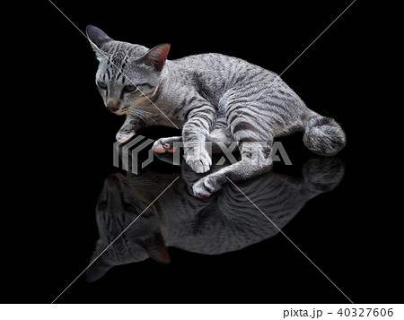 Sleeping cat resting and shadow Sleeping cat resting and shadow 40327606