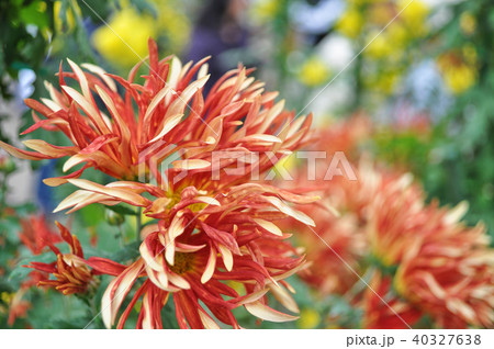 菊 キク 菊の花 40327638