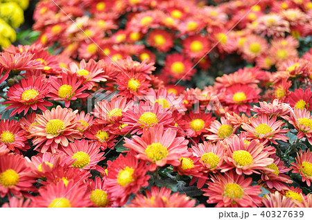 菊 キク 菊の花 40327639