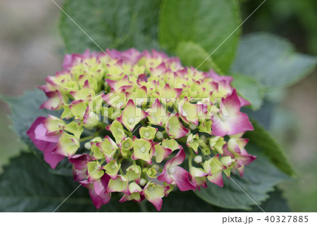 台湾 陽明山 山アジサイ 40327885