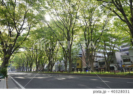 新緑の定禅寺通り2018 40328031