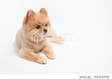 Pomeranian dog portrait 40328500