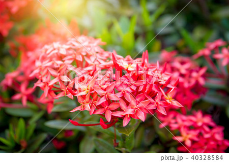 Red Red 40328584