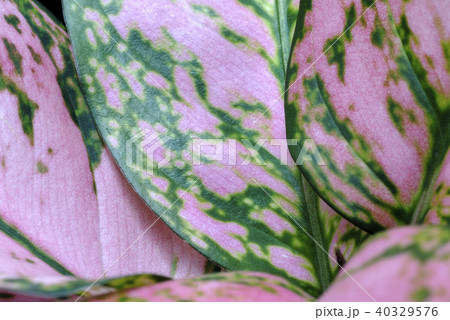 アグラオネマ 40329576