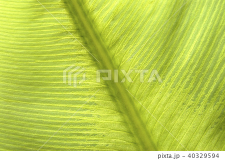 シダの葉のアップ シダの葉のアップ 40329594