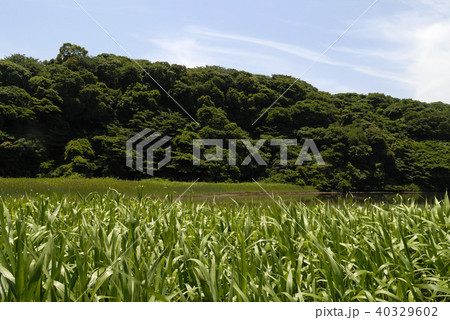 穏やかな入り江 穏やかな入り江 40329602