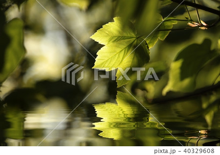 Spring maple leaf in the forest  40329608