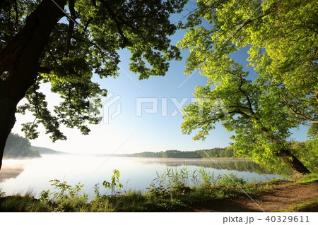 Oaks at the edge of a lake on a spring morning 40329611