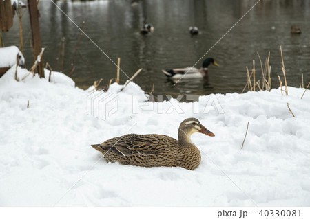 wild ducks on a snowy pond wild ducks on a snowy pond 40330081