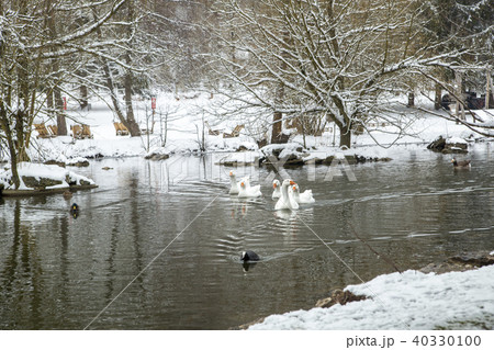 wild ducks on a snowy pond wild ducks on a snowy pond 40330100