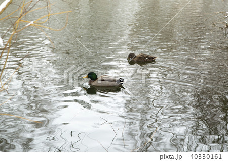 wild ducks on a snowy pond wild ducks on a snowy pond 40330161