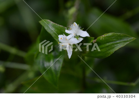 トキワツユクサ 40330304