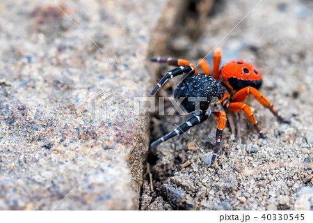 Ladybird spider or Eresus kollari close Ladybird spider or Eresus kollari close 40330545