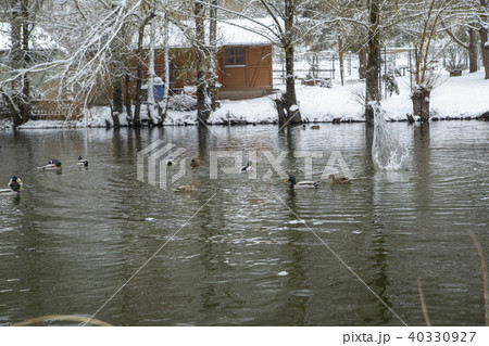 wild ducks on a snowy pond wild ducks on a snowy pond 40330927