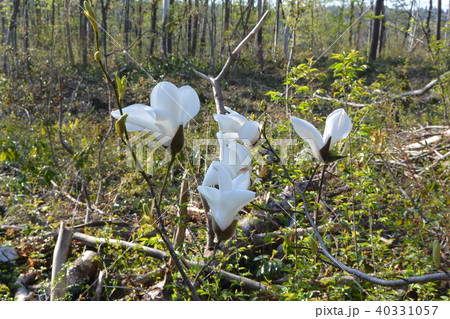 山に自生しているタムシバ 40331057
