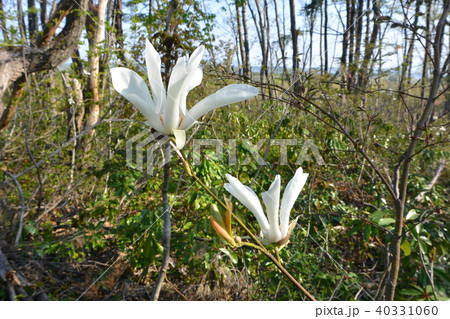 山に自生しているタムシバ 40331060
