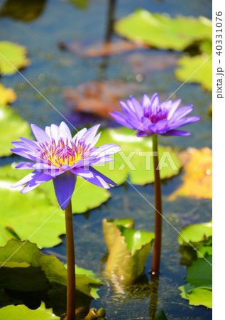 温帯スイレン 睡蓮 スイレン 40331076