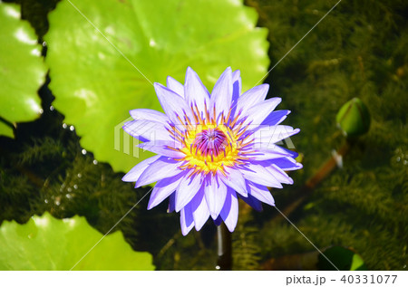 温帯スイレン 睡蓮 スイレン 40331077