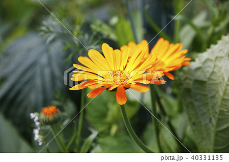 Flower of Calendula officinalis. Flower of Calendula officinalis. 40331135