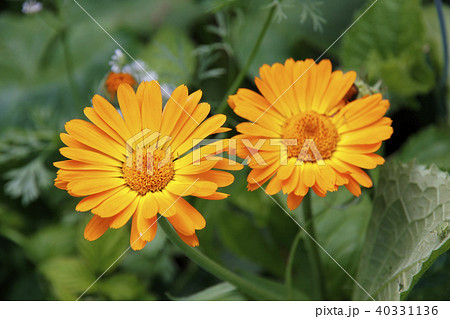 Flower of Calendula officinalis. Flower of Calendula officinalis. 40331136
