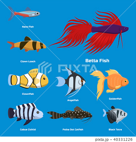 exotic tropical freshwater fish