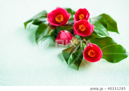 椿の赤い花 40331285