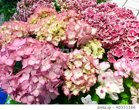 あじさい1 あじさい1 40331380