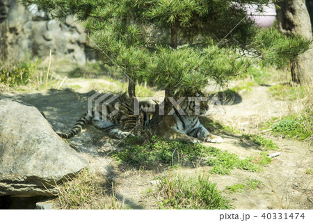 虎 ソウル大公園 果川市 40331474
