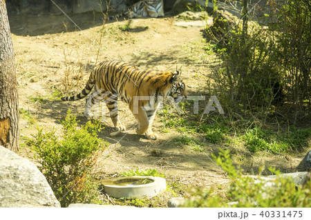 虎 ソウル大公園 果川市 40331475