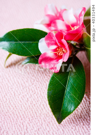 ツバキ・胡蝶侘助 40331494