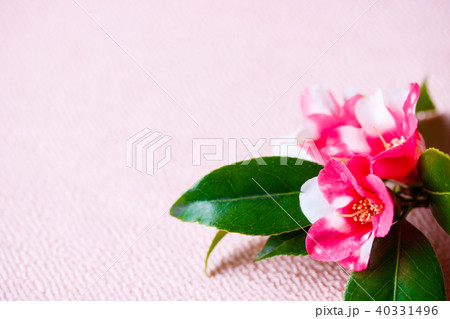 ツバキ・胡蝶侘助 ツバキ・胡蝶侘助 40331496