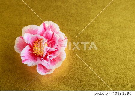 ツバキ・光源氏 40331590