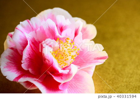 ツバキ・光源氏 40331594