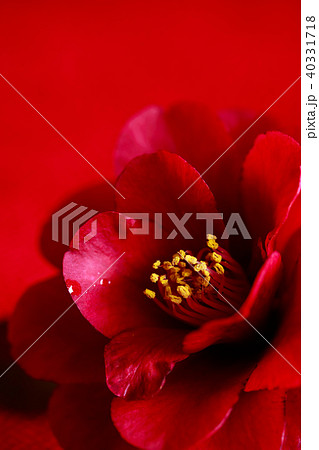 ツバキ・黒椿 ツバキ・黒椿 40331718