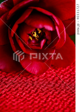 ツバキ・黒椿 ツバキ・黒椿 40331727