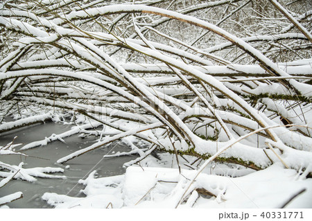 Park with snow-covered fir tree branches Park with snow-covered fir tree branches 40331771
