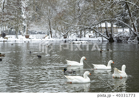 wild ducks on a snowy pond wild ducks on a snowy pond 40331773