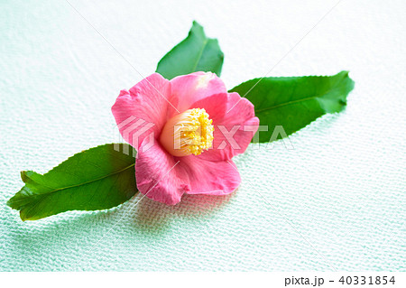 ツバキ・錦魚葉椿 ツバキ・錦魚葉椿 40331854