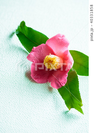 ツバキ・錦魚葉椿 ツバキ・錦魚葉椿 40331858