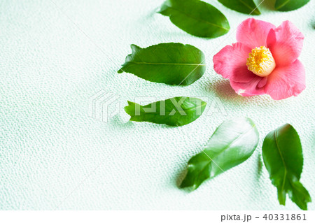 ツバキ・錦魚葉椿 ツバキ・錦魚葉椿 40331861