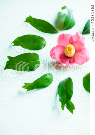 ツバキ・錦魚葉椿 40331862