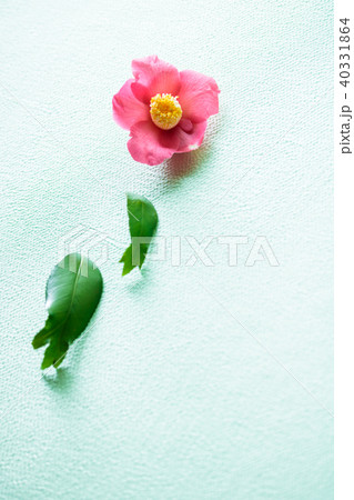 ツバキ・錦魚葉椿 ツバキ・錦魚葉椿 40331864