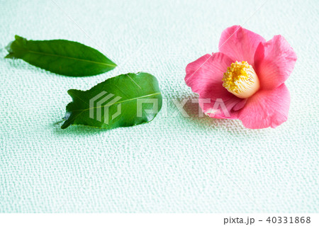 ツバキ・錦魚葉椿 ツバキ・錦魚葉椿 40331868